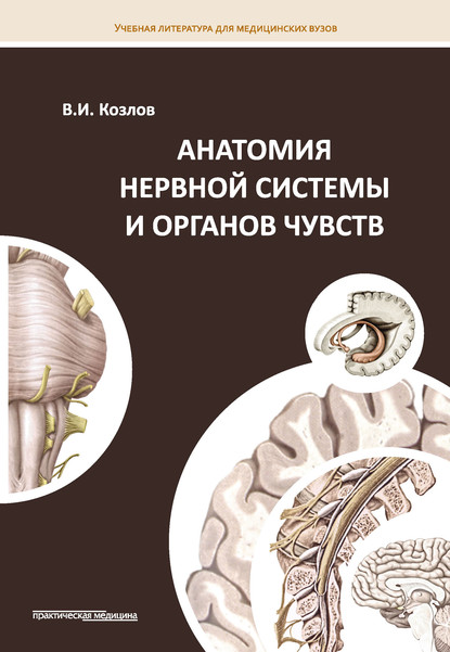 Анатомия нервной системы и органов чувств - В. И. Козлов