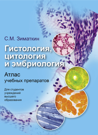 Гистология, цитология и эмбриология - Сергей Зиматкин