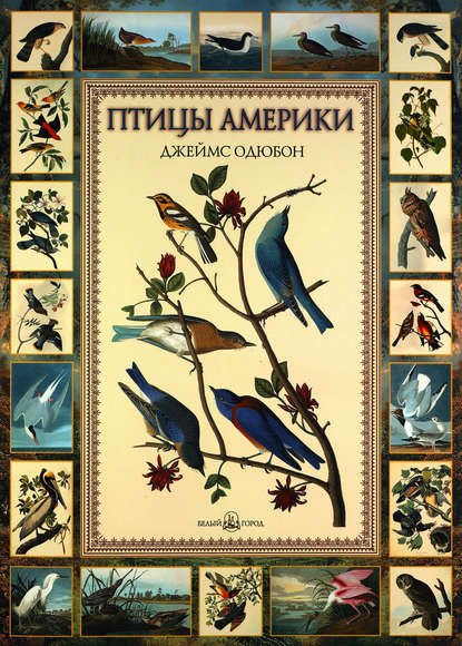 Птицы Америки - Евгений Коблик