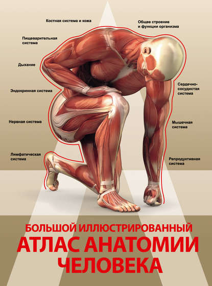 Большой иллюстрированный атлас анатомии человека - А. А. Спектор