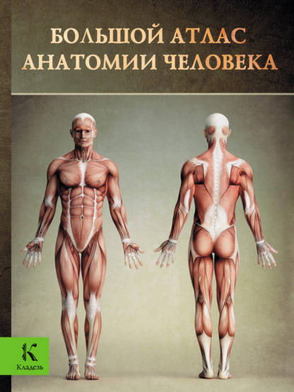 Большой атлас анатомии человека - Винсент Перез