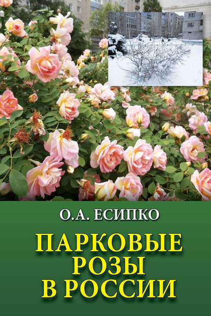 Парковые розы в России - Олег Есипко
