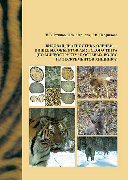 Видовая диагностика оленей – пищевых объектов амурского тигра (по микроструктуре остевых волос из экскрементов хищника) — О. Ф. Чернова