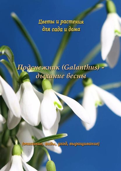 Подснежник (Galanthus) – дыхание весны - Федор Кольцов