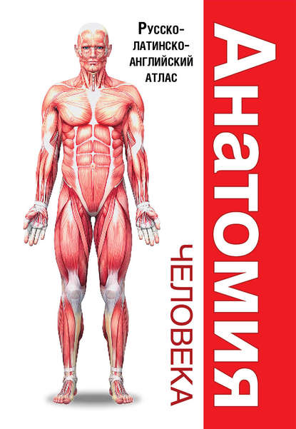 Анатомия человека. Русско-латинско-английский атлас — Л. Н. Палычева