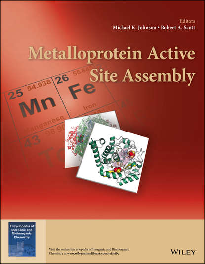 Metalloprotein Active Site Assembly - Группа авторов