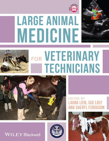 Large Animal Medicine for Veterinary Technicians - Группа авторов
