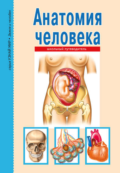 Анатомия человека - Сергей Афонькин