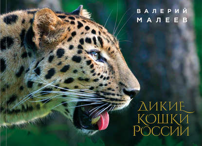Дикие кошки России - Валерий Малеев