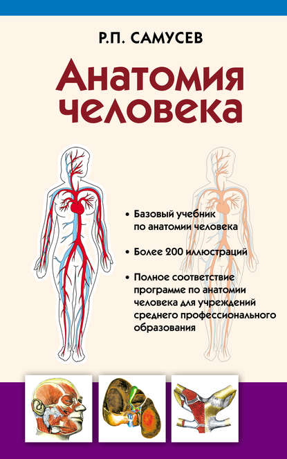 Анатомия человека - Р. П. Самусев